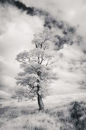 IOIMG_8547_1
