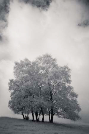 IOIMG_9250_1